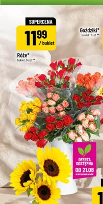 Róże 9-pak promocja w POLOmarket