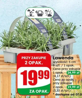 Lawenda doniczka wysokość 5cm 6szt/opak promocja w Dino