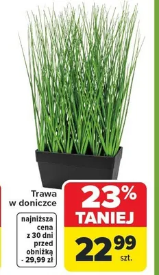 Trawa w doniczce promocja w Carrefour