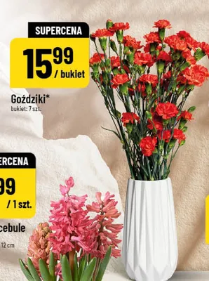 Goździki promocja w POLOmarket