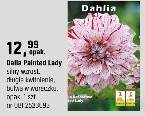 Dalia Painted Lady promocja w OBI