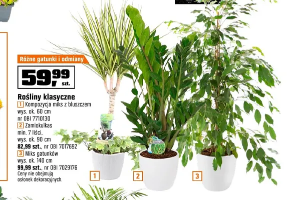 Rośliny klasyczne kompozycja miks z bluszczem wys. ok. 60 cm promocja w OBI