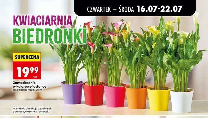 Zantedeschia w kolorowej osłonce promocja w Biedronka