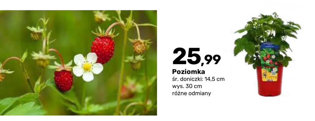 Poziomka krzew owocowy promocja w Bricomarche