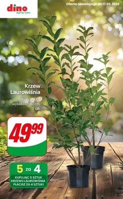 Krzew Laurowiśnia, 80 cm promocja w Dino