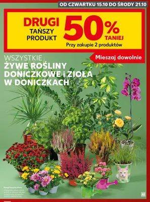 Żywe rośliny doniczkowe i zioła w doniczkach promocja w Kaufland