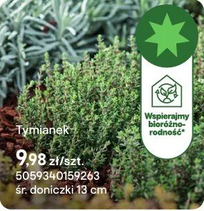 Zioła Tymianek promocja w Castorama