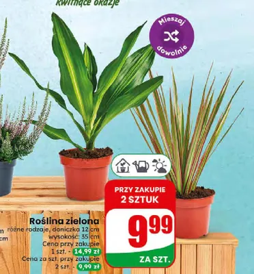 Roślina zielona promocja w Dino