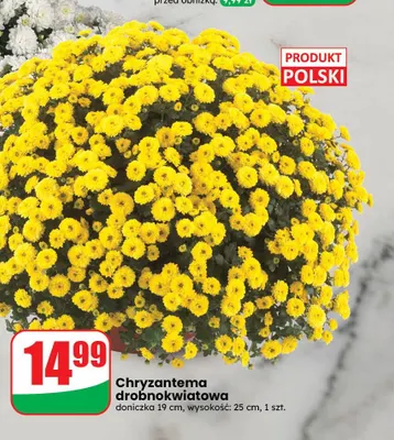 Chryzantema drobnokwiatowa doniczka 19 cm promocja w Dino