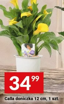 Calla doniczka 12 cm promocja w Twój Market