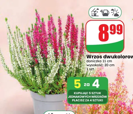 Wrzos dwukolorowy promocja w Dino