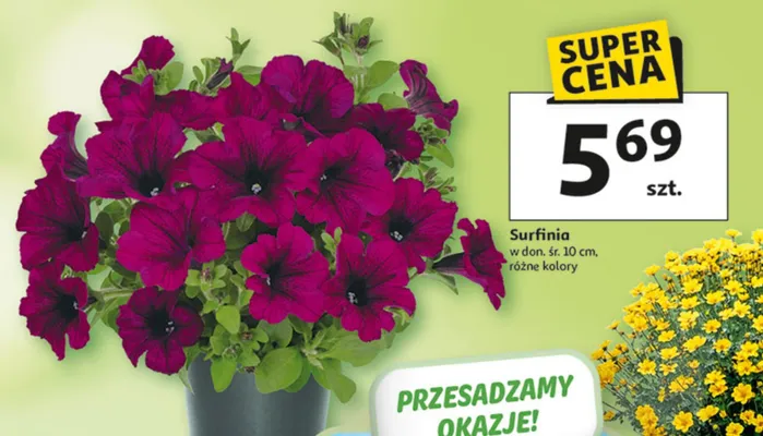 Surfinia promocja w Auchan
