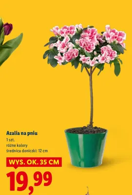 Azalia na pniu promocja w Lidl