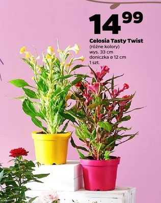 Celosia Tasty Twist wys. 33cm doniczka ø 12cm promocja w Netto