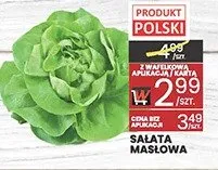 Sałata masłowa polska promocja w Wafelek