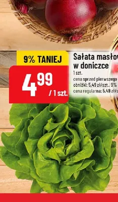 Sałata masłowa w doniczce promocja w POLOmarket
