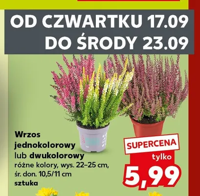 Wrzos dwukolorowy promocja w Kaufland