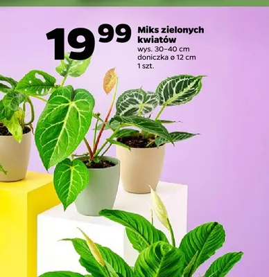 Miks zielonych kwiatów promocja w Netto