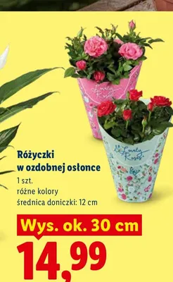 Różyczki w ozdobnej osłonce promocja w Lidl
