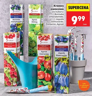 Krzewy owocowe Jagoda kamczacka promocja w Biedronka