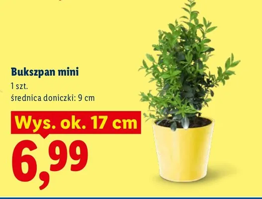 Bukszpan mini Lidl promocja w Lidl