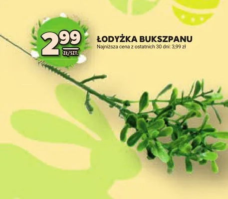 Łodyżka bukszpanu promocja w Stokrotka