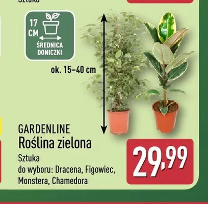 Roślina zielona Figowiec Gardenline promocja w Aldi