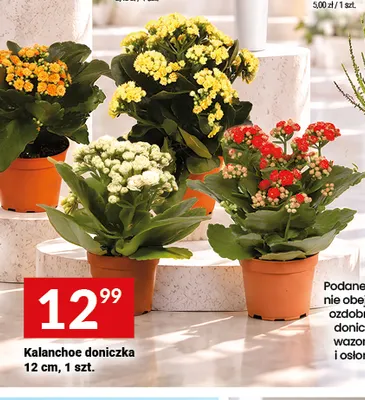 Kalanchoe doniczka 12 cm promocja w Twój Market