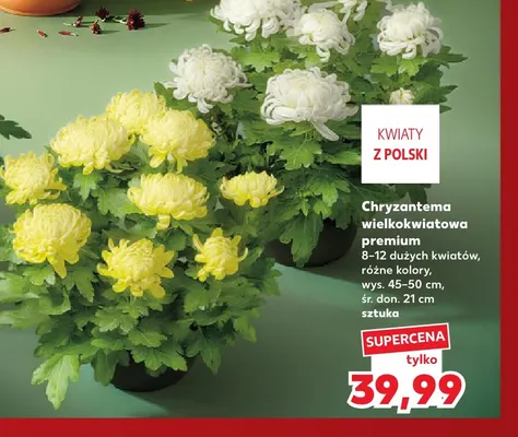 Chryzantema wielkokwiatowa premium promocja w Kaufland