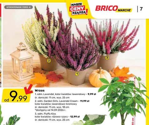 Wrzos odm. Garden Girls Lavendel Cream promocja w Bricomarche