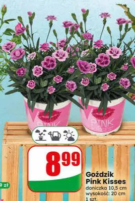 Goździk Pink Kisses doniczka 10,5 cm promocja w Dino