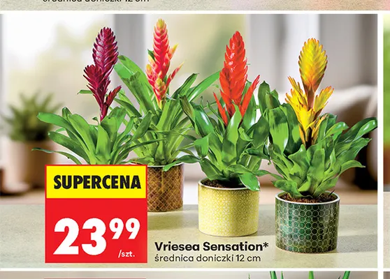 Vriesea Sensation promocja w Biedronka