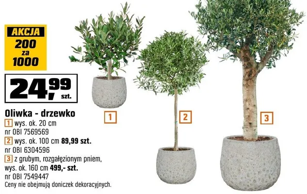 Oliwka drzewko promocja w OBI