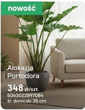 Alokazja Portodora promocja w Castorama