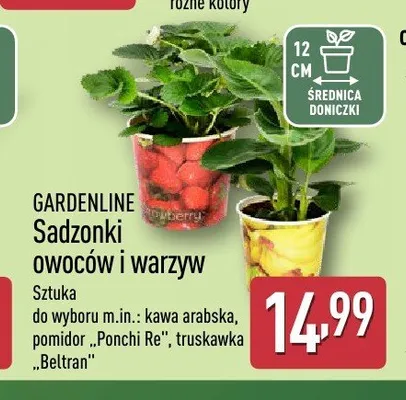 Sadzonka owoców i warzyw Gardenline kawa arabska promocja w Aldi