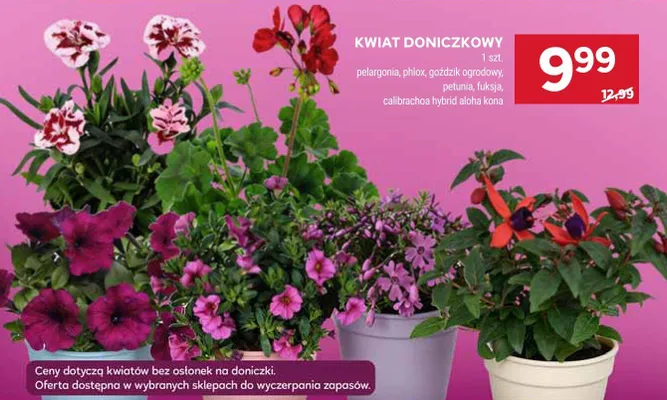Kwiat doniczkowy promocja w Stokrotka