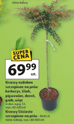 Krzewy ozdobne szczepione na pniu: berberys, lilak, pigwowiec, dereń, grab, wiąz promocja w Auchan