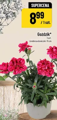 Goździk średnica doniczki 11cm promocja w POLOmarket