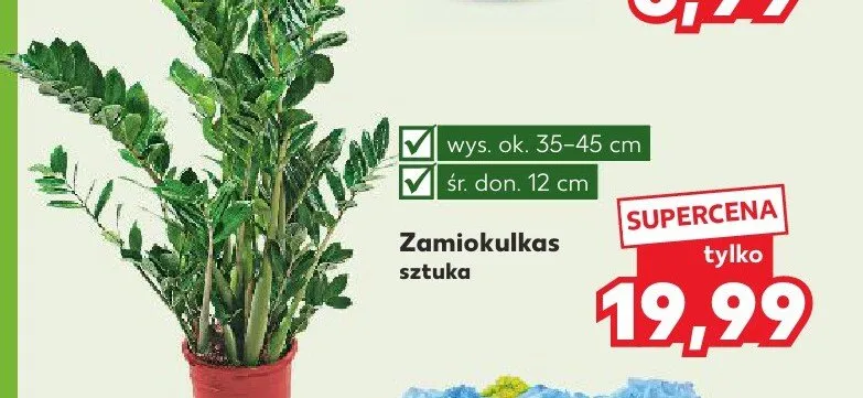 Zamiokulkas promocja w Kaufland