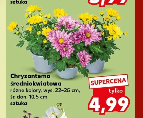 Chryzantema średniokwiatowa promocja w Kaufland