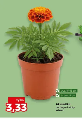 Aksamitka pachnące kwiaty wys. 15-18cm śr. don. 9cm promocja w Kaufland