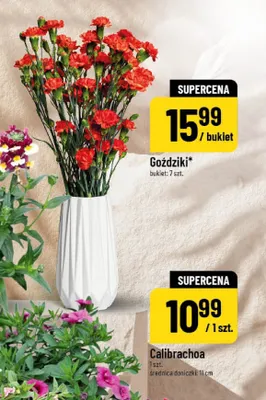 Goździki promocja w POLOmarket