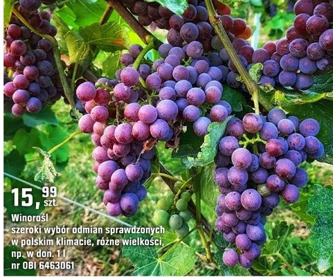 Katalog Ogród, strona 104 promocja w OBI