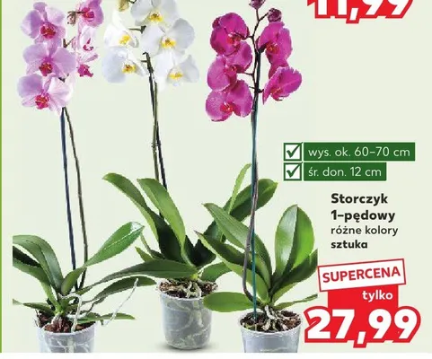 Storczyk 1-pędowy różne kolory sztuka promocja w Kaufland