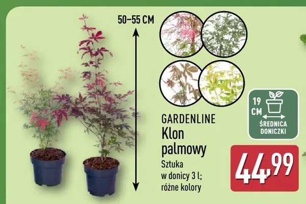 Klon palmowy Gardenline w donicy 3l promocja w Aldi