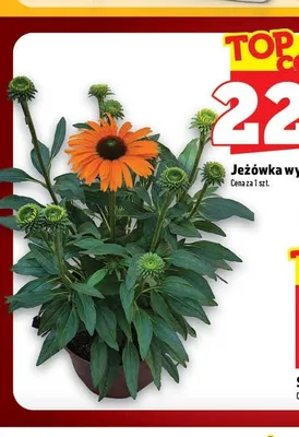 Jeżówka wys. 15 cm promocja w TOPAZ