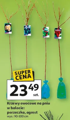 Krzewy owocowe na pniu w balocie: porzeczka, agrest promocja w Auchan