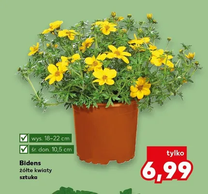Bidens żółte kwiaty promocja w Kaufland