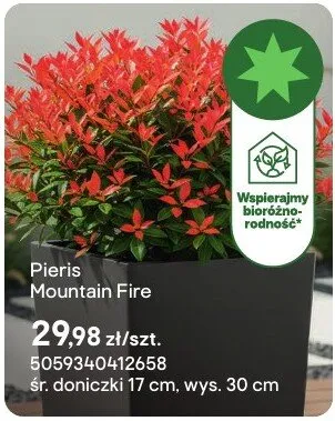 Pieris Mountain Fire promocja w Castorama