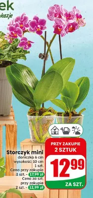 Storczyk mini promocja w Dino